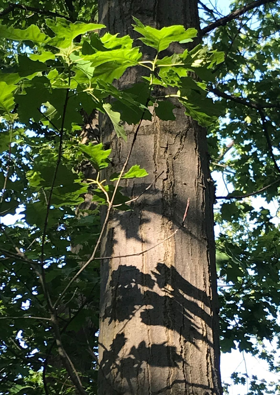 Figurentheater Cirqu^onflexe - Anja Herbener